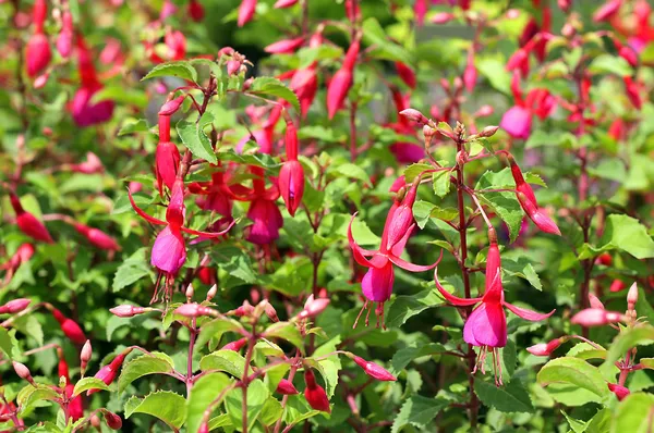 Leuchtend rote Blüten — Stockfoto