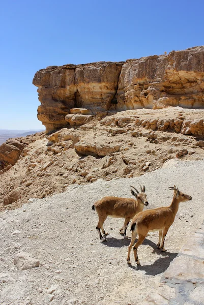 Pair of young of mountain goats — Stock Photo, Image