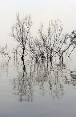 ağaçların yaprakları olmadan suya yansıyan
