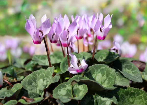 Cyklamen, mild lila blommor — Stockfoto