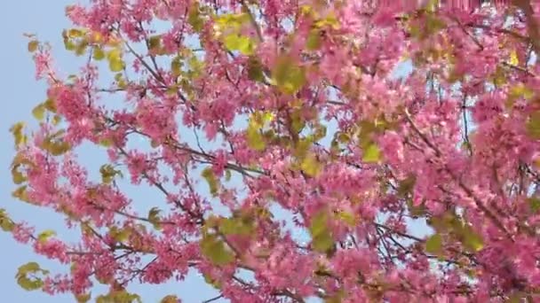 Árbol Judas Floreciente — Vídeos de Stock