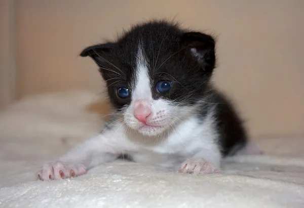 Gatinho bonito não de raça pura — Fotografia de Stock