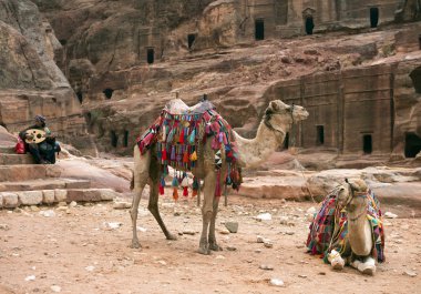 iki süslü Develer, petra Ürdün