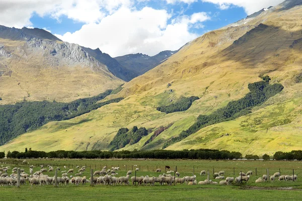 Ländliche Landschaft in Neuseeland — Stockfoto