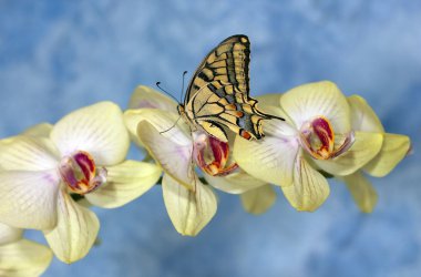 Swallowtail kelebek çiçek orkide (papilio machaon)