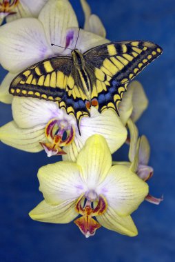 Swallowtail kelebek çiçek orkide (papilio machaon)