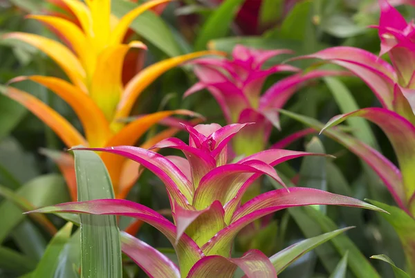 Bromélias coloridas flores — Fotografia de Stock