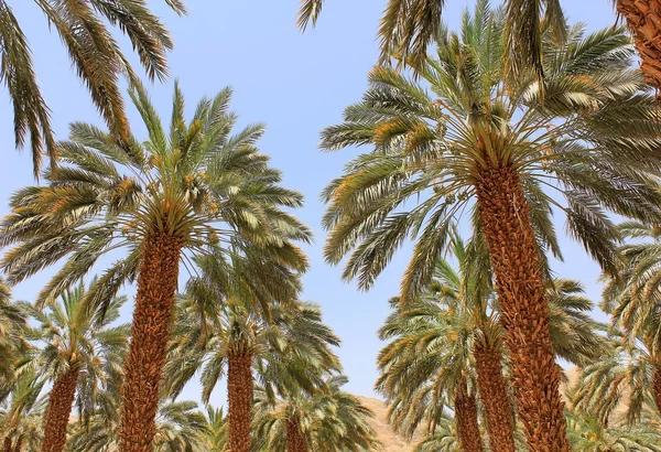 Fecha plantación de palmeras —  Fotos de Stock