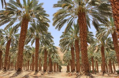 kibbutz ein gedi, İsrail, hurma, saç ekimi
