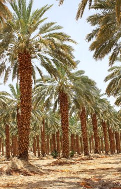kibbutz ein gedi, İsrail, hurma, saç ekimi
