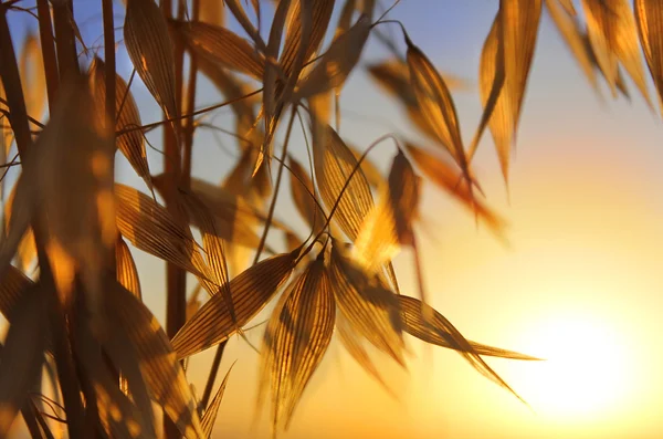 小穗的燕麦，日落 — 图库照片