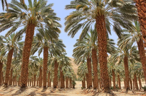 Plantación de palmera datilera en el kibutz Ein Gedi, Israel — Foto de Stock