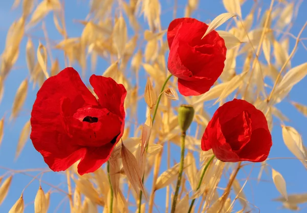 Rode papavers tegen een heldere blauwe hemel — Stockfoto