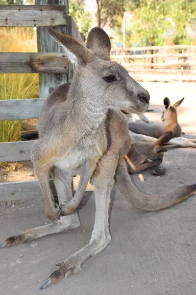 Male Australian Red Kangaroo Australian Park Gangaroo Gan Garoo Kibbutz — Stock Photo, Image