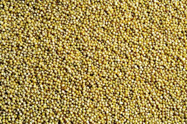 Sarı hardal tohumu deseni, üst görünüm