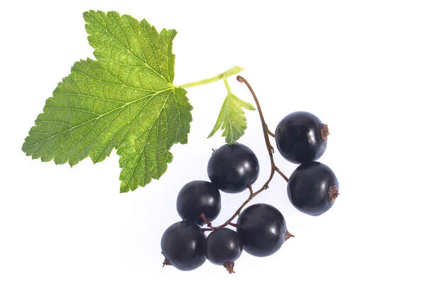 black currant branch with green leafs isolated on white