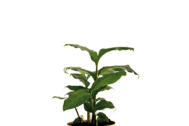 Tarçın bitkisi (Cinnnamomum) çiçek kabında, yakın plan, whit üzerinde izole