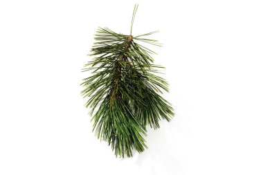 Avrupa, Almanya, Rhineland Palantinate, İnsan önceden hazırlanmış evlerin ahşap duvarlarını kurup onarıyor