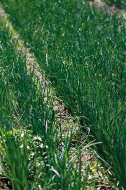 Taze soğan tarlası, dikey fotoğraf