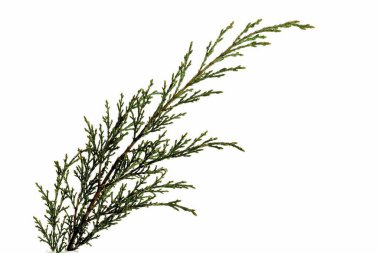 ardıç ardıcı beyaz üzerine izole