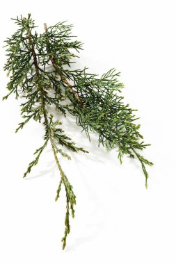 ardıç ardıcı beyaz üzerine izole