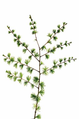 Larix tarlası beyaz, dikey fotoğrafta izole edilmiş.