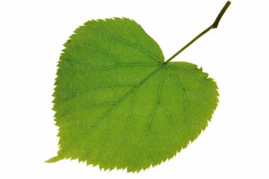 kireç yapraklı tilia beyaza izole edilmiş, kapat