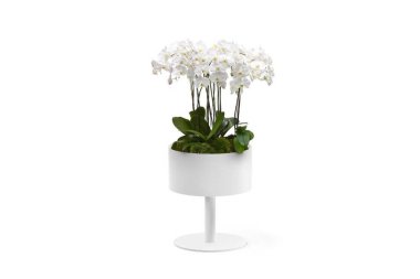 Beyaz saksıdaki güzel beyaz çiçekler, ev içinde izole edilmiş.