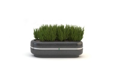 Seramik kaptaki dekoratif çimen bitkisi, beyaz tencereye izole edilmiş.