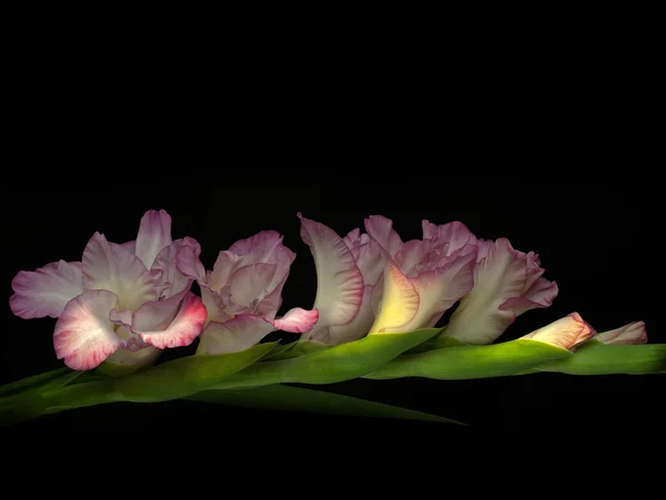 Pink gladiols — Stock Photo, Image