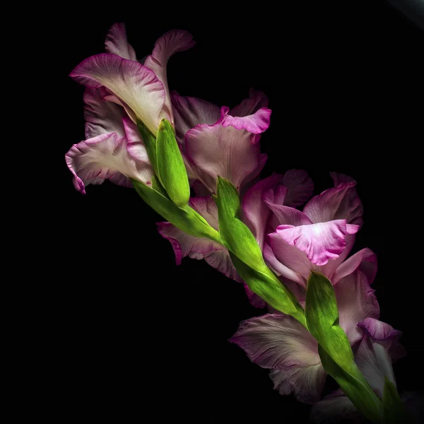 粉红色 gladiols — 图库照片