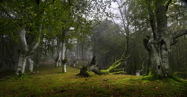 Dimmig skog — Stockfoto