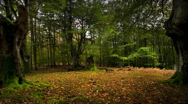 A Floresta — Fotografia de Stock