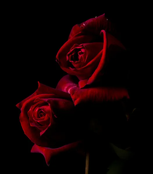 Two Roses — Stock Photo, Image