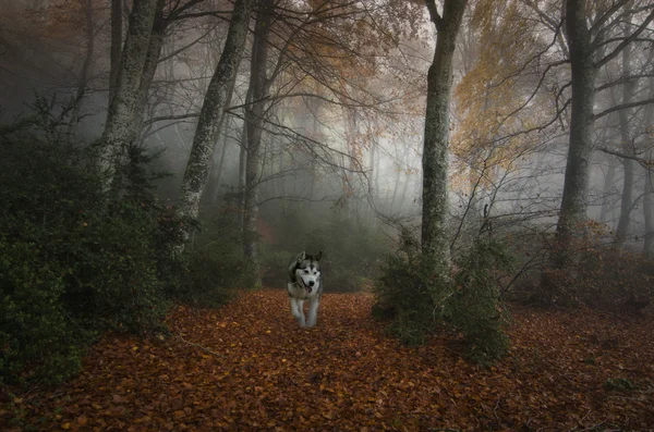 Hund im Wald — Stockfoto