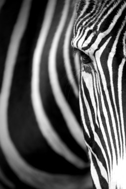 Grevy zebra yakın çekim.
