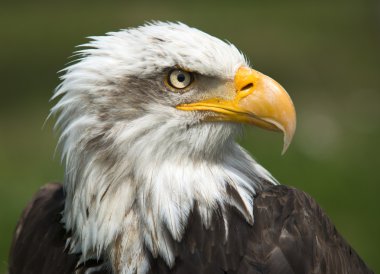 Bald eagle portresi