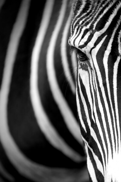 Grevy's zebra close up.