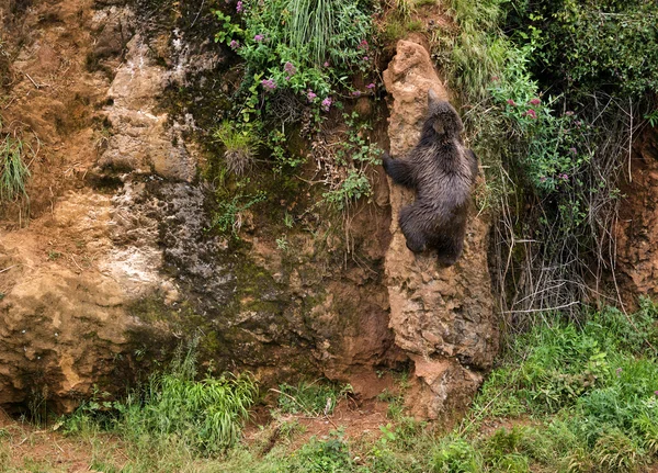 Brown bear — Stock Photo, Image