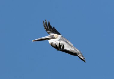 pelikan uçan