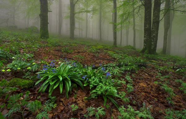 Foresta nebbiosa — Foto Stock