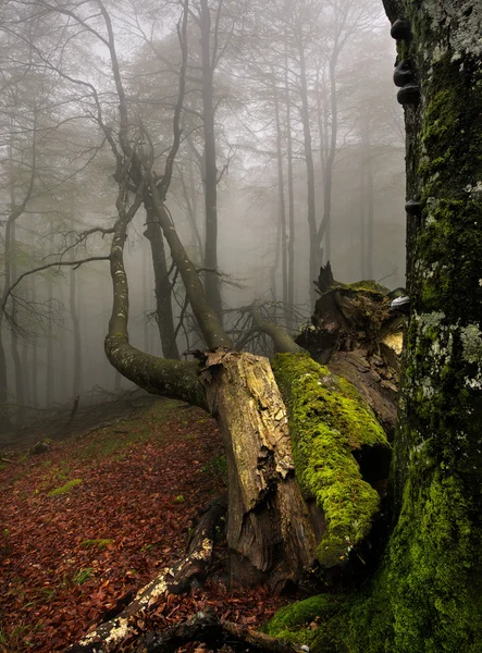 Bosque brumoso —  Fotos de Stock