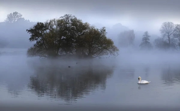 The Swan lake — Stock Photo, Image