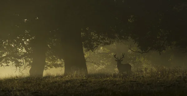 Red deer in a misty morning — Stock Photo, Image