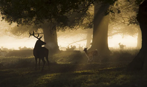 The king of the forest — Stock Photo, Image