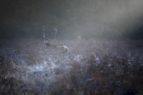 Red deer w mroźny poranek — Zdjęcie stockowe