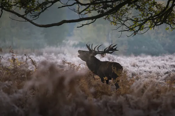 Red deer w mglisty poranek — Zdjęcie stockowe