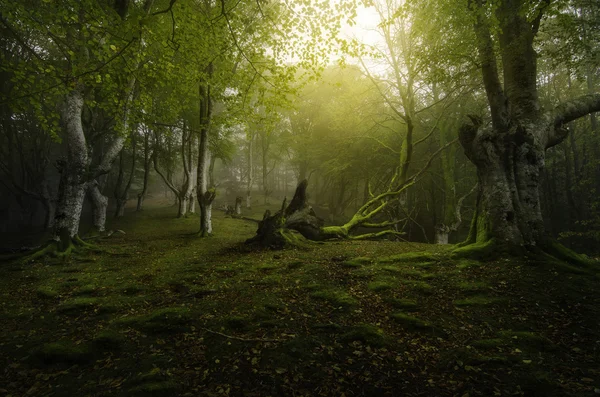 Tiefer Wald — Stockfoto