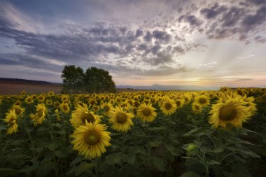 Günbatımı ayçiçeği alanın üzerinde