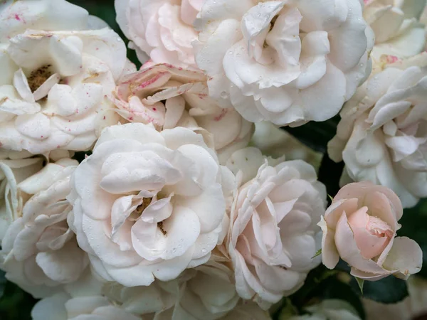 Прекрасные Увядшие Белые Розы Конце Лета — стоковое фото